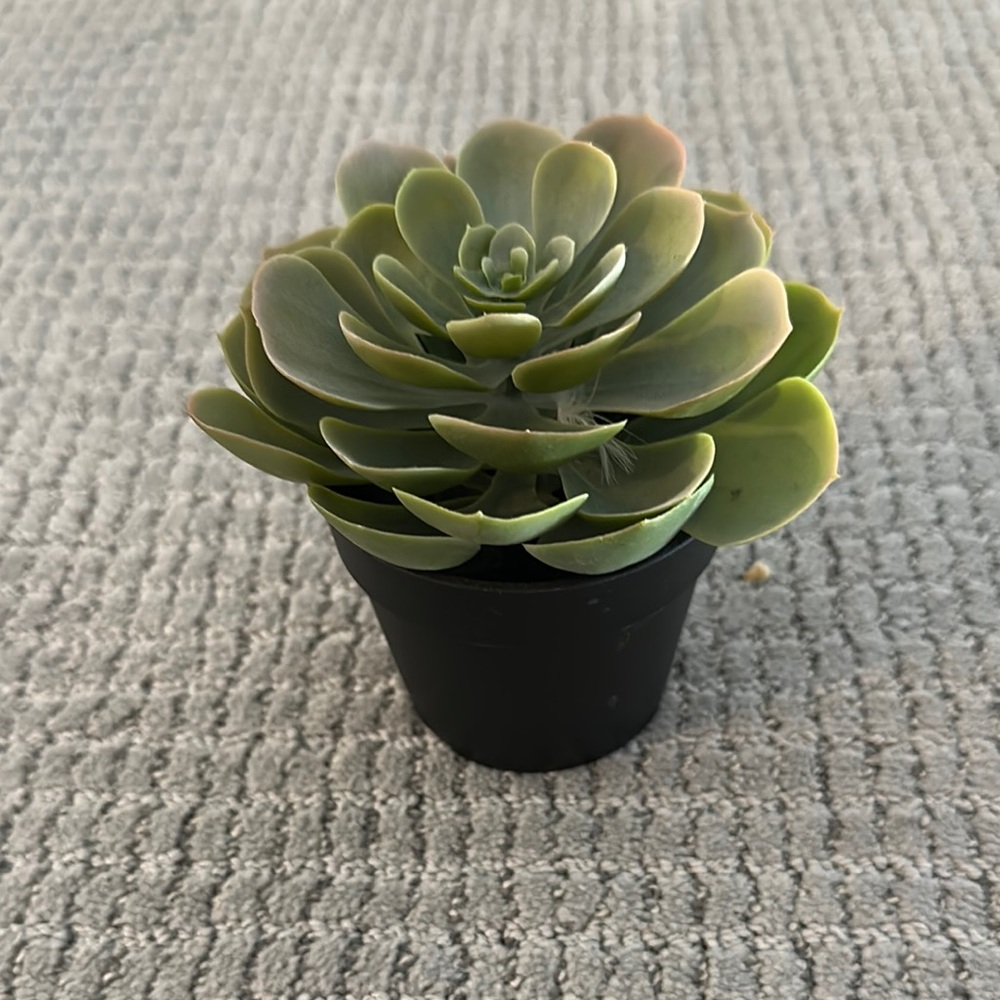 Green Succulent in Black Pot